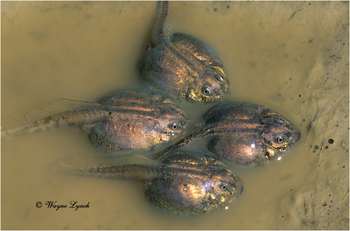 Plains Spadefoot Toad Tadpoles 102 by Dr. Wayne Lynch &copy;